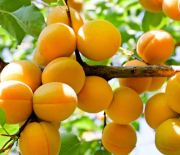 Абрикос Саянский - лпх-первомайское.рф