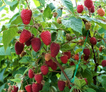 Малина Карамелька  - лпх-первомайское.рф