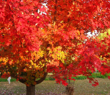 Канадский клён  - лпх-первомайское.рф