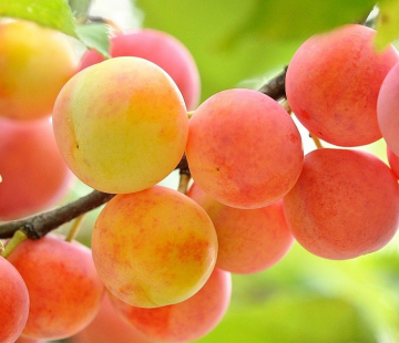 Абрикос Персиковый - лпх-первомайское.рф