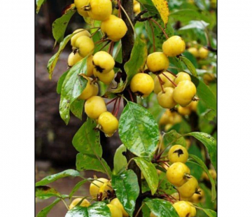  Китайка жёлтая (нет в наличии) - лпх-первомайское.рф