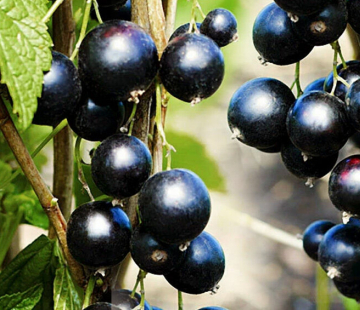 Смородина Вымпел - лпх-первомайское.рф