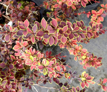 Коронита ( Тунберга) - лпх-первомайское.рф