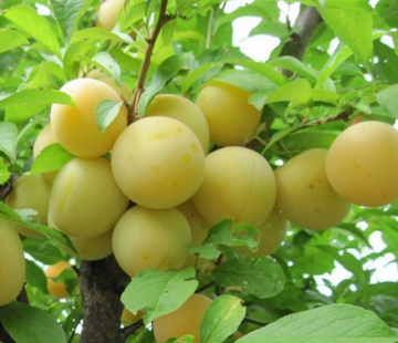 Пирамидальная (нет в наличии) - лпх-первомайское.рф