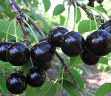 Шоколадница (привитая) - лпх-первомайское.рф - Екатеринбург