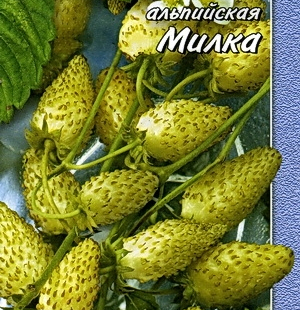 земляника Милка - лпх-первомайское.рф - Екатеринбург