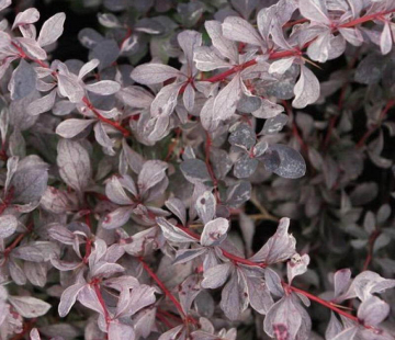 Сильвер майлс ( Оттавский) - лпх-первомайское.рф