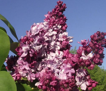 Маршал Малиновский ( нет в наличии) - лпх-первомайское.рф