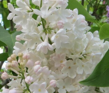  Петербурженка - лпх-первомайское.рф