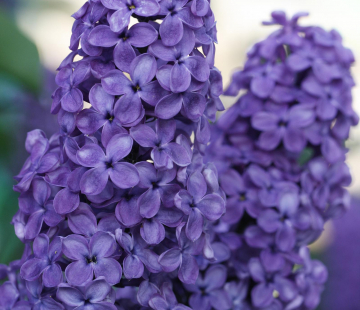 Индиго - лпх-первомайское.рф