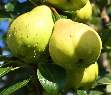 Сказочная - лпх-первомайское.рф - Екатеринбург