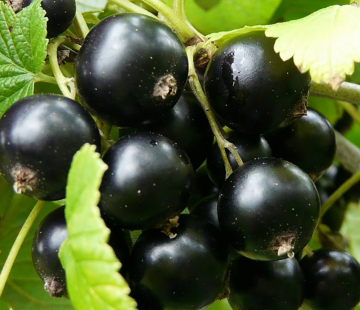 Смородина Радужная - лпх-первомайское.рф