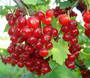 Смородина Натали  - лпх-первомайское.рф