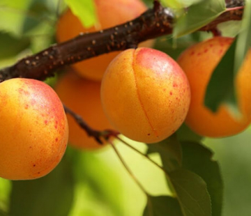 Абрикос Снежинский - лпх-первомайское.рф