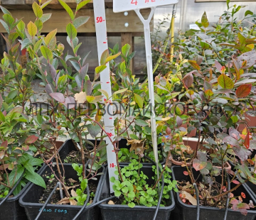 Торо - лпх-первомайское.рф