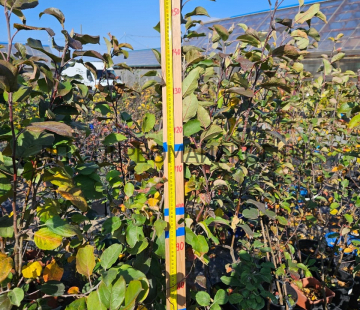 Яблоня Уралец  - лпх-первомайское.рф