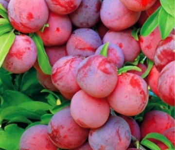 Уральские зори - лпх-первомайское.рф