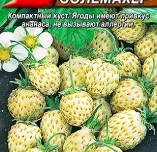 земляника Вайс Солемахер - лпх-первомайское.рф - Екатеринбург