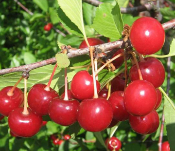 Пламенная  - лпх-первомайское.рф