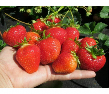 Клубника Вивара(нет в наличии) - лпх-первомайское.рф