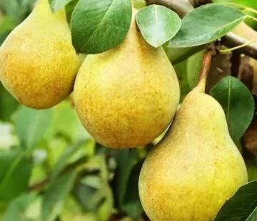 Гвидон - лпх-первомайское.рф - Екатеринбург