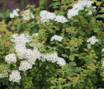 Спирея  ниппонская (Герлвес Рейнбоу ) - лпх-первомайское.рф