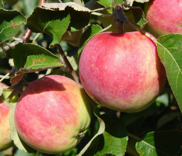 Яблоня Аромат уктуса 3х-лет - лпх-первомайское.рф