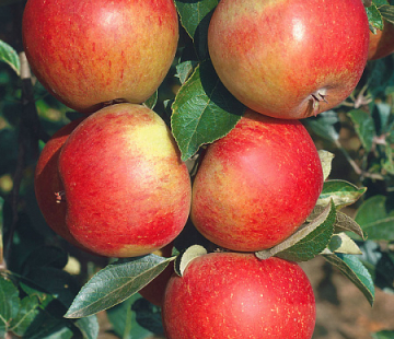 Яблоня Сладкая нега - лпх-первомайское.рф