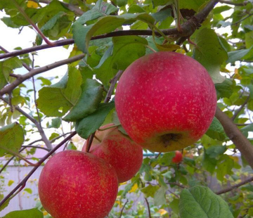 Яблоня Краса свердловска 3х-лет - лпх-первомайское.рф