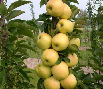 Медок( нет в наличии) - лпх-первомайское.рф