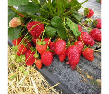 Клубника Фурор( нет в наличии) - лпх-первомайское.рф