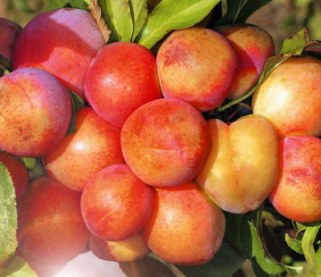 Жемчужина Урала - лпх-первомайское.рф