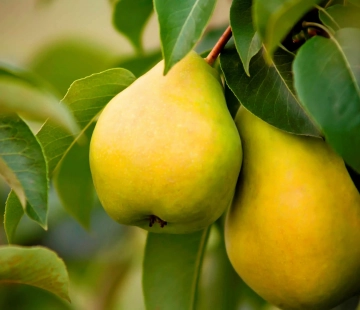 Золотистая - лпх-первомайское.рф - Екатеринбург