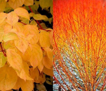 Дёрен Анис винтер оранж - лпх-первомайское.рф