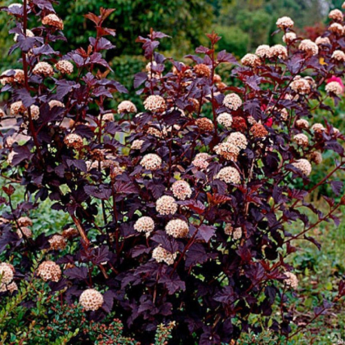 Пузыреплодник (Ред Барон ) - лпх-первомайское.рф - Екатеринбург