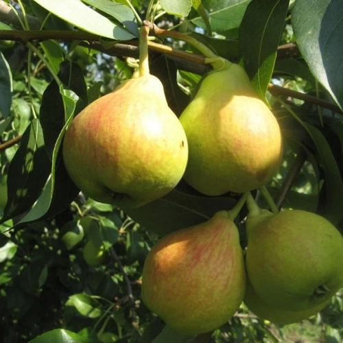 Заречная - лпх-первомайское.рф - Екатеринбург