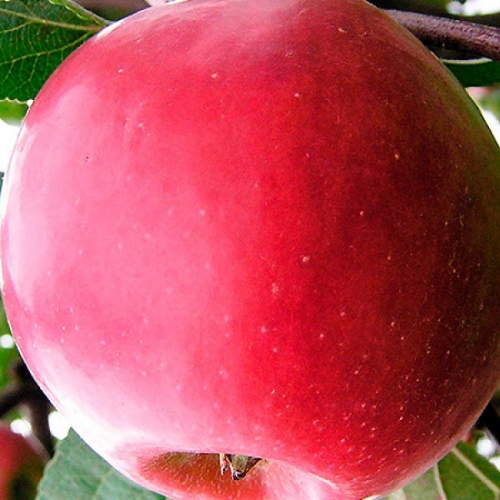 Яблоня Настенька 3х-лет - лпх-первомайское.рф