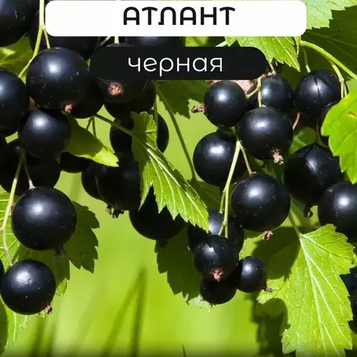 Атлант - лпх-первомайское.рф - Екатеринбург