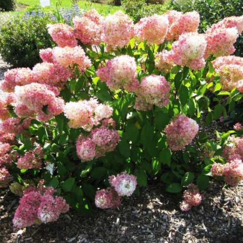 Гортензия "Меджикал свит саммер" - лпх-первомайское.рф