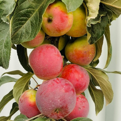 Созвездие - лпх-первомайское.рф - Екатеринбург