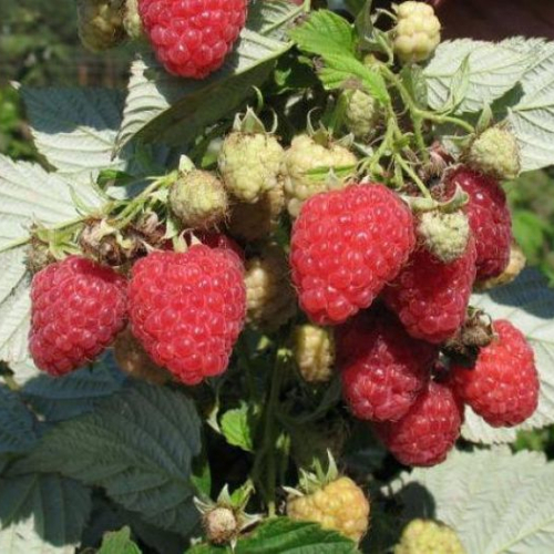 Малина Таганка ( нет в наличии) - лпх-первомайское.рф - Екатеринбург