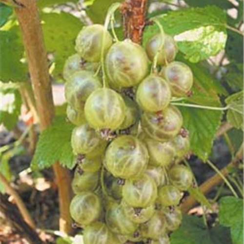 Смородина Изумрудное ожерелье - лпх-первомайское.рф - Екатеринбург