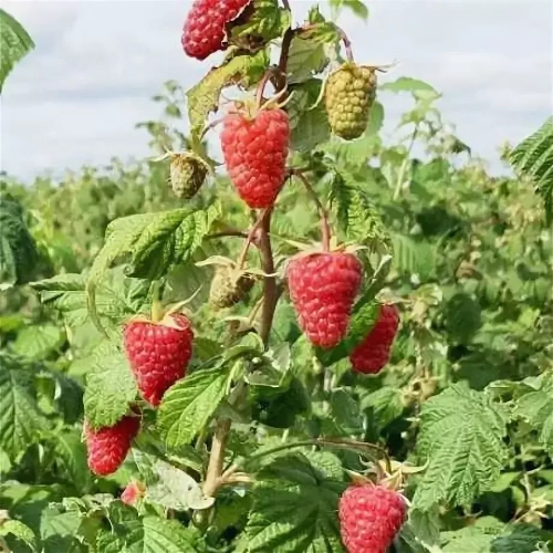 Малина Самохвал - лпх-первомайское.рф