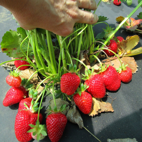 Клубника Маджестик (нет в наличии) - лпх-первомайское.рф - Екатеринбург