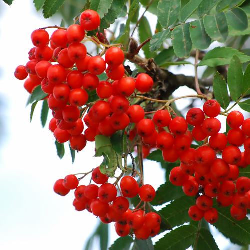 Моравская - лпх-первомайское.рф - Екатеринбург