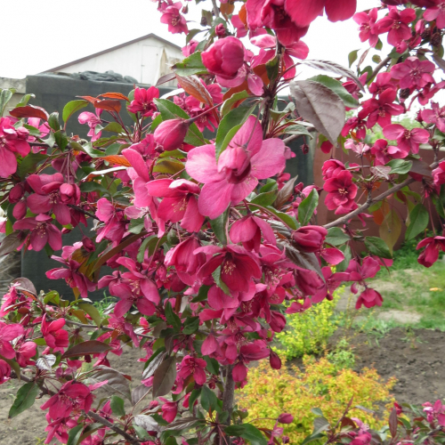 Роялти - лпх-первомайское.рф - Екатеринбург