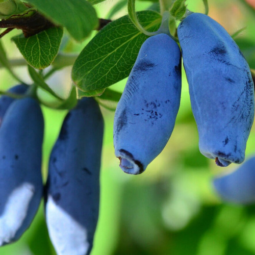 Черничка - лпх-первомайское.рф