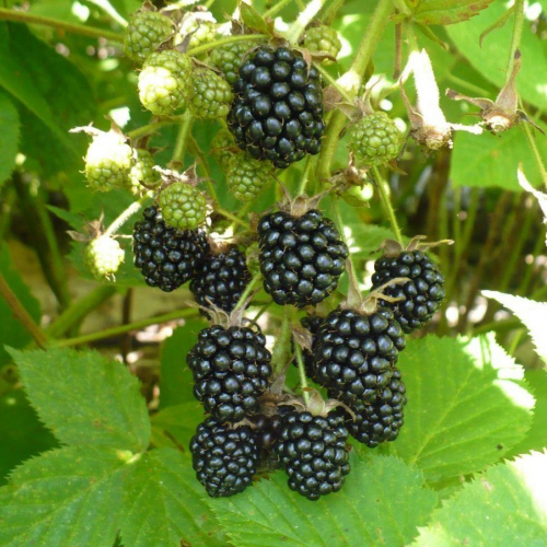 Чачанская бестрна - лпх-первомайское.рф