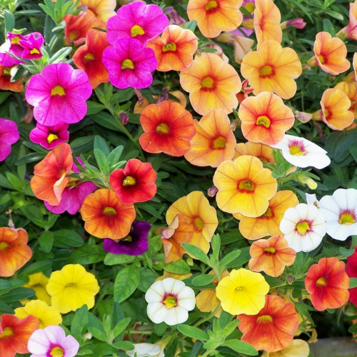 Калибрахоа (нет в наличии) - лпх-первомайское.рф - Екатеринбург