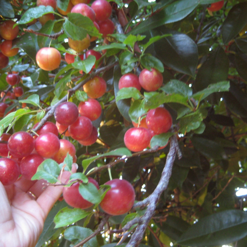 Дудука(нет в наличии) - лпх-первомайское.рф